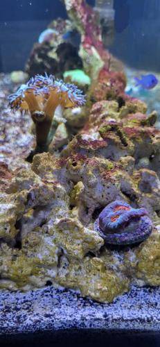 The beginning of the Coral Saltwater Aquarium 